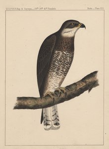 Birds, Plate XIII